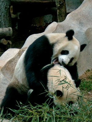 Pandat leikissään
