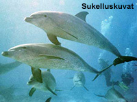 Sukelluskuvat