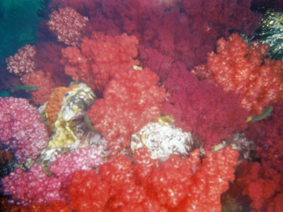 Pehmeää korallia